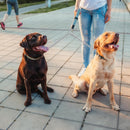 Heavy-Duty Double Dog Leash Chain for Two Dogs – Stainless Steel Twin Lead Coupler